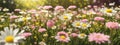 Meadow with lots of white and pink spring daisy flowers and yellow dandelions in sunny day Royalty Free Stock Photo