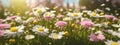 Meadow with lots of white and pink spring daisy flowers and yellow dandelions in sunny day Royalty Free Stock Photo