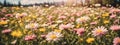 Meadow with lots of white and pink spring daisy flowers and yellow dandelions in sunny day Royalty Free Stock Photo