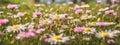 Meadow with lots of white and pink spring daisy flowers and yellow dandelions in sunny day Royalty Free Stock Photo