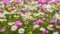 Meadow with lots of white and pink spring daisy flowers and yellow Royalty Free Stock Photo