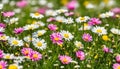 Meadow with lots of white and pink spring daisy Royalty Free Stock Photo