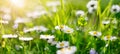 Meadow with lots of white spring daisy flowers in sunny day. Royalty Free Stock Photo