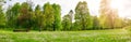 Meadow with lots of white spring daisy flowers and yellow dandelions in natural park in spring. Royalty Free Stock Photo