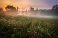 Foggy Meadow in the Lublin region. Royalty Free Stock Photo