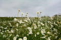 Meadow with many daisies with sky Royalty Free Stock Photo