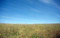 Meadow with many field flowers under beautiful blue sky Royalty Free Stock Photo