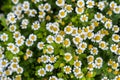 Meadow of chamomiles. Vew from above. Background Royalty Free Stock Photo