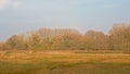 Meadow in the marsh with autumn shurbs and trees on a sunny day