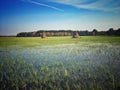 Meadow in Masovia region of Poland Royalty Free Stock Photo