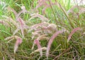 Meadow of Mission Grass or Pennisetum with Flower