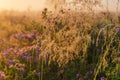 meadow in the morning with dew drops