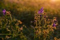 meadow in the morning with dew drops