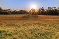 Meadow in the morning and sun with sun rays Royalty Free Stock Photo