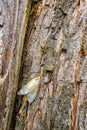 meadow moth slid on a tree trunk