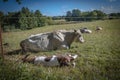 on a meadow mother cows with calves are lying in the sun Royalty Free Stock Photo