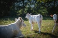 on a meadow mother cows with calves are lying in the sun Royalty Free Stock Photo