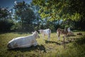 on a meadow mother cows with calves are lying in the sun Royalty Free Stock Photo