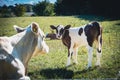 on a meadow mother cows with calves are lying in the sun Royalty Free Stock Photo