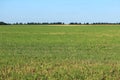 Meadow of mowed grass