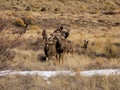 Meadow of Mule Deer Royalty Free Stock Photo