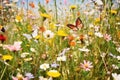 meadow with multiple varieties of wild butterflies