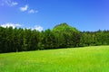 Meadow near the forest