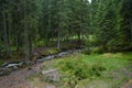 Meadow near the river in the forest at the mountains Royalty Free Stock Photo