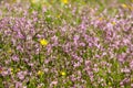 meadow near village Vernasca, Italy Royalty Free Stock Photo