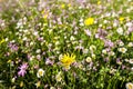 meadow near village Vernasca, Italy Royalty Free Stock Photo