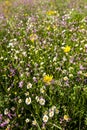 meadow near village Vernasca, Italy