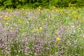 meadow near village Vernasca, Italy Royalty Free Stock Photo