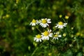 Meadow of officinal camomile flowers