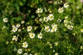 Meadow of officinal camomile flowers Matricaria chamomilla