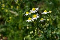 Meadow of officinal camomile flowers Matricaria chamomilla