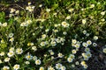 Meadow of officinal camomile flowers Matricaria chamomilla