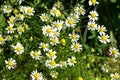 Meadow of officinal camomile flowers Matricaria chamomilla