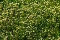 Meadow of officinal camomile flowers Matricaria chamomilla. Natural background