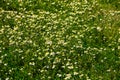 Meadow of officinal camomile flowers Matricaria chamomilla. Natural background Royalty Free Stock Photo