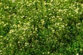 Meadow of officinal camomile flowers Matricaria chamomilla Royalty Free Stock Photo