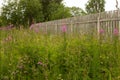 Meadow and old fence with cracked white paint on wooden planks, summer landscape of the old architecture of Russia Royalty Free Stock Photo