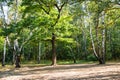 Meadow with old oak and birch trees in autumn Royalty Free Stock Photo