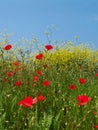 Meadow with opium