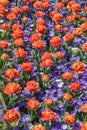 Meadow of orange tulips and spring flowers nature background, colorful pattern gardening, Keukenhof park, Holland, Netherlands Royalty Free Stock Photo