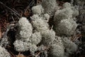 Meadow overgrown with the star-tipped cup lichen (Cladonia stellaris) Royalty Free Stock Photo