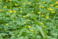 Meadow with paigle buttercup