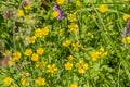 Meadow with paigle buttercup