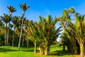 The meadow in a palm grove