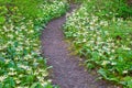 Meadow Path of white blooming Fawn Lily flowers