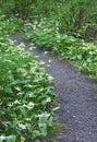 Meadow Path of white Fawn Lily flowers